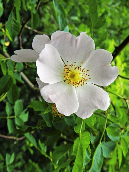 Burnet Rose, (Rosa pimpinellifolia) by Rod Johnson