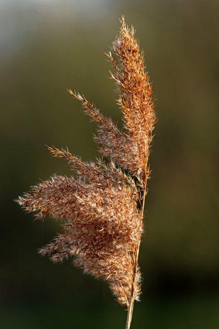 Common Reed Seed Head by Rod Johnson