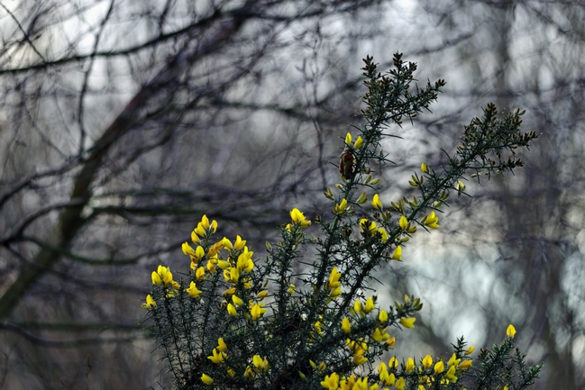 Common Gorse in the Woodland by Rod Johnson