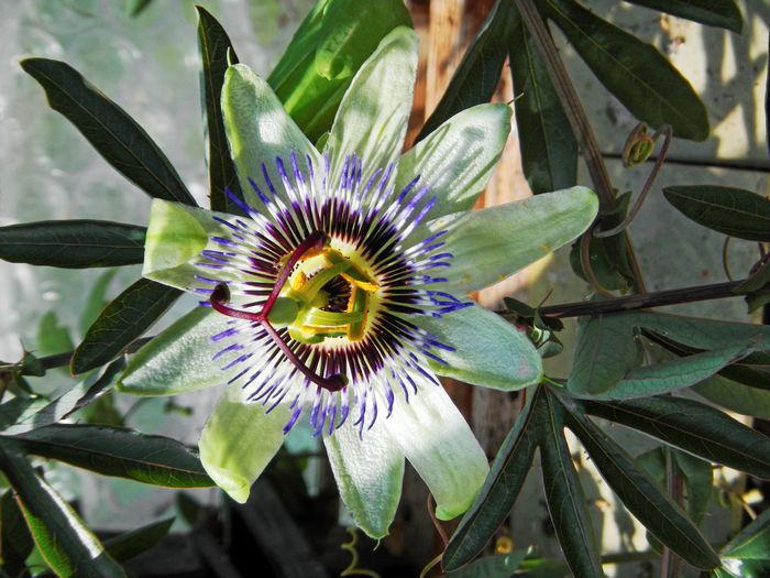 Passion Flower Close-up by Rod Johnson