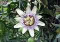 >Passion Flower by Rod Johnson