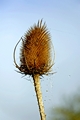 >Teasel Laced with Morning Dew by Rod Johnson