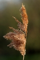 >Common Reed Seed Head by Rod Johnson