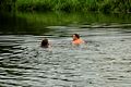 >Wild Swimming In The River Trent by Rod Johnson