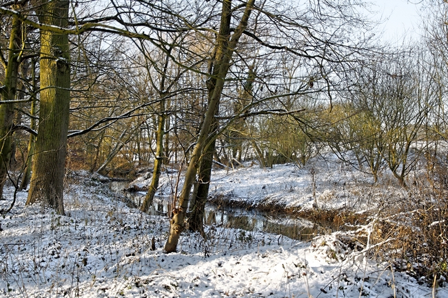 Snowy Spinney, Brook Hollows, Rolleston by Rod Johnson