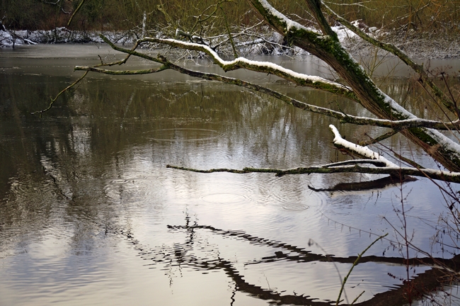 Melting Snow On Branches Over Rolleston Pond by Rod Johnson