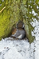 >Grey Squirrel with its Food Store by Rod Johnson
