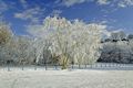 >Frosted Trees, Newton Road Park by Rod Johnson