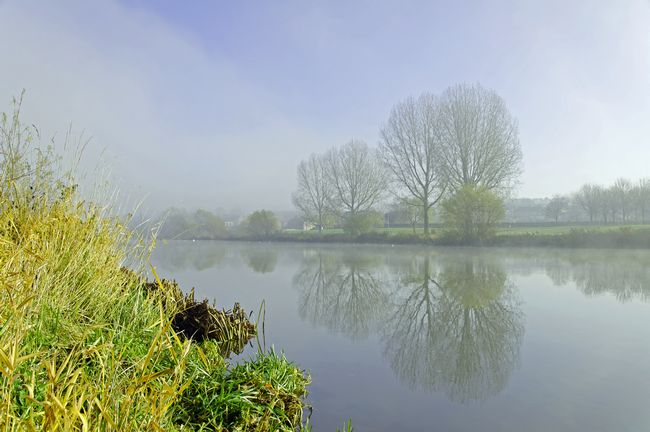 Misty trees at Waterside, Stapenhill by Rod Johnson
