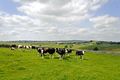 >Herd of Bull Calves near Litton by Rod Johnson