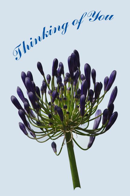 Card - African Lily by Rod Johnson