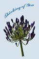 >Card - African Lily by Rod Johnson